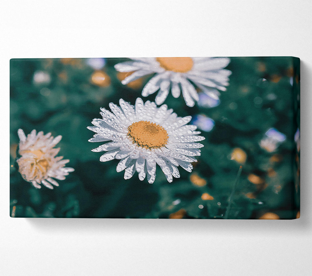  A Canvas Print of White Daisy Dewdrop Canvas Art