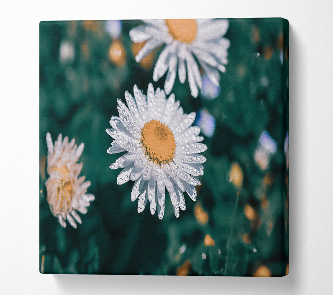  A Canvas Print of White Daisy Dewdrop Canvas Art