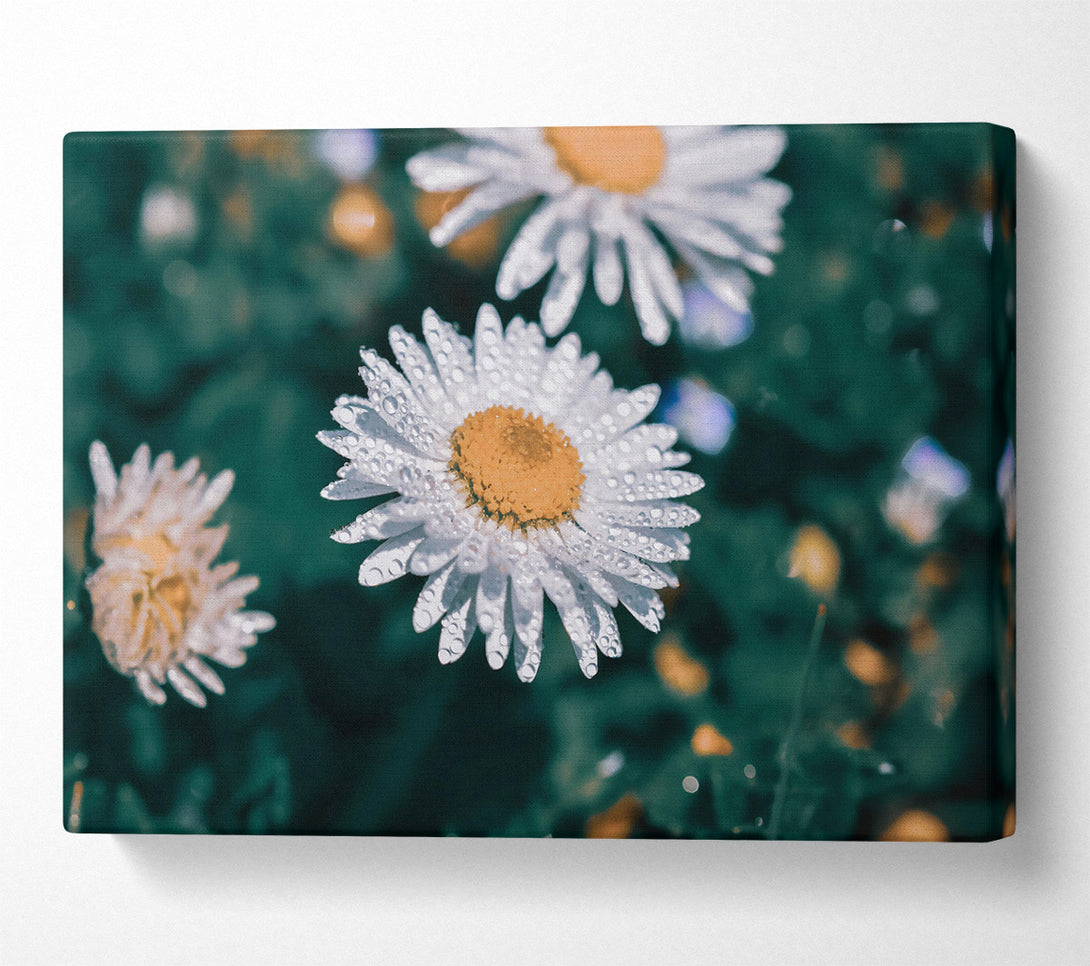  A Canvas Print of White Daisy Dewdrop Canvas Art