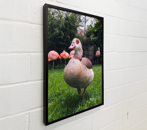 Brown Goose In Green Grass
