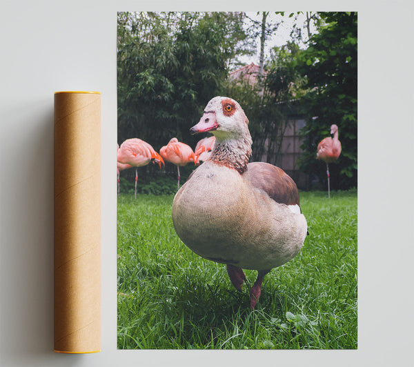 Brown Goose In Green Grass Giclee Print