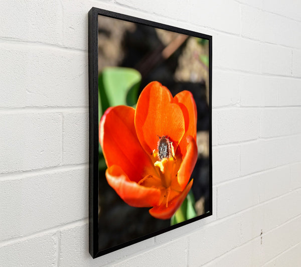 Orange Tulip Embrace