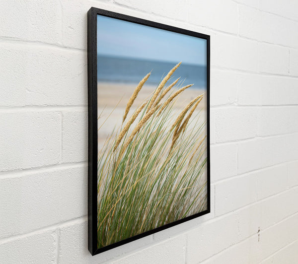 Golden Beach Grass
