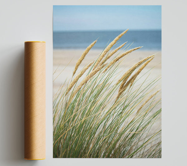 Golden Beach Grass Poster