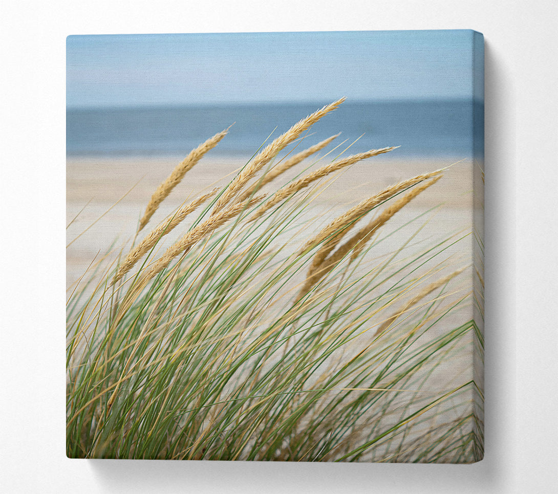  A Canvas Print of Golden Beach Grass Canvas Art