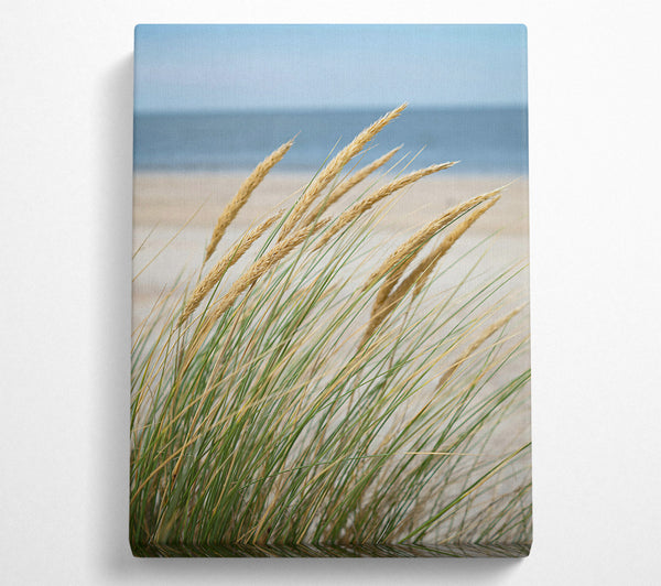  A Canvas Print of Golden Beach Grass Canvas Art