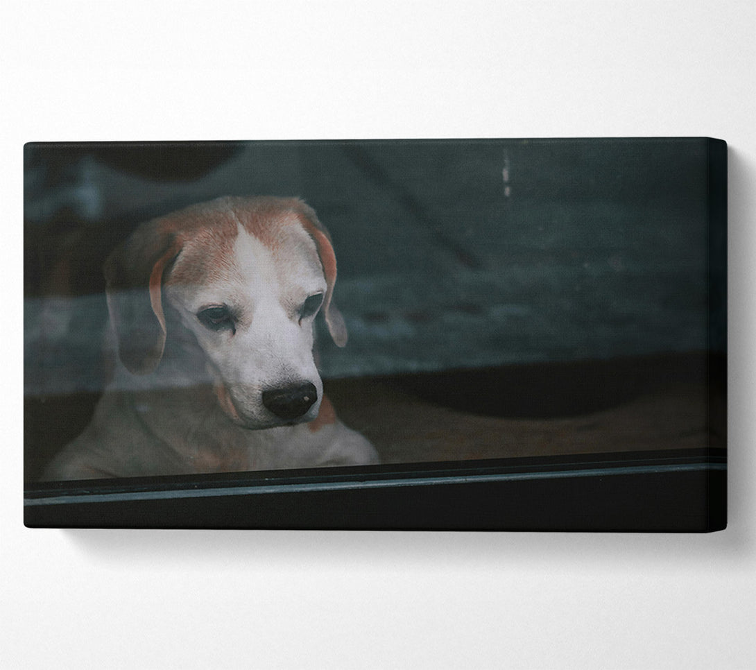  A Canvas Print of The Blue Gaze Canvas Art