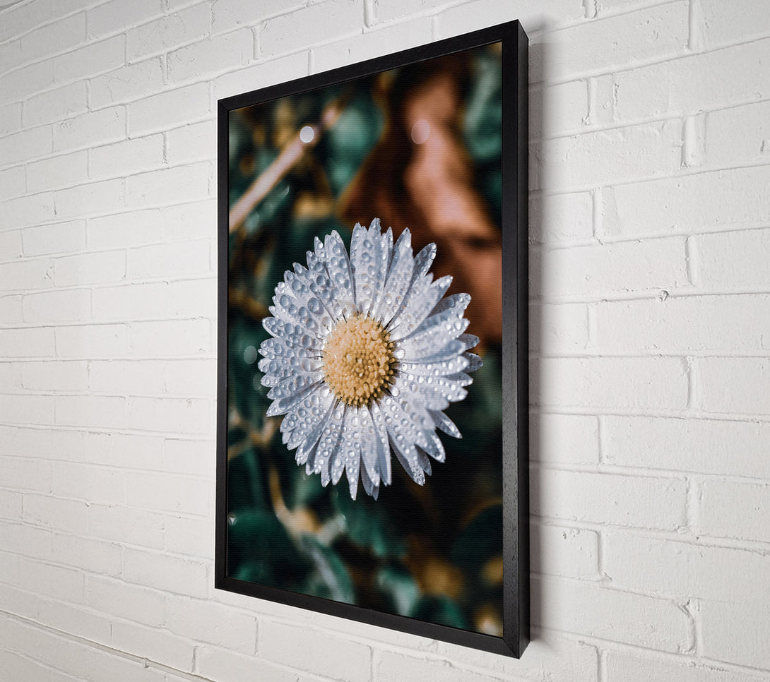  A Canvas Print of White Daisy Dewdrops Canvas Print