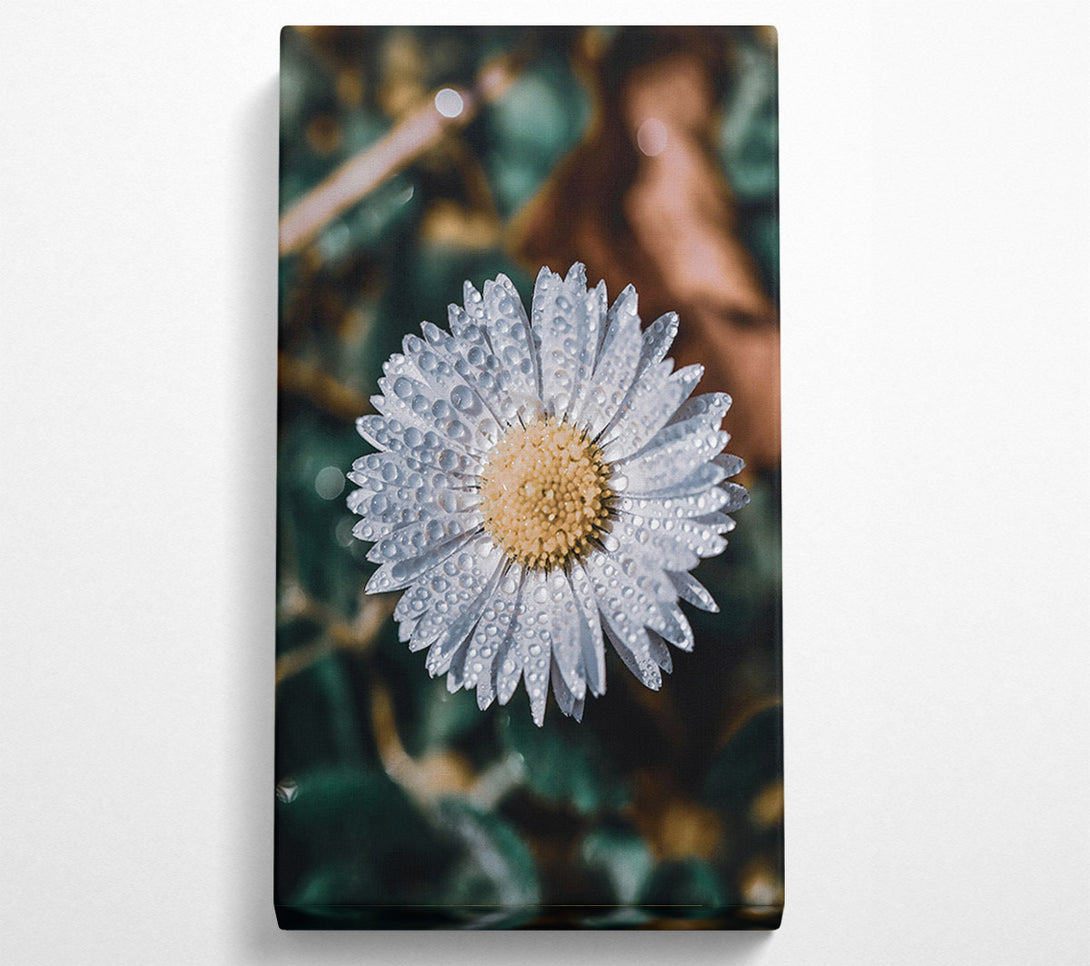  A Canvas Print of White Daisy Dewdrops Canvas Print