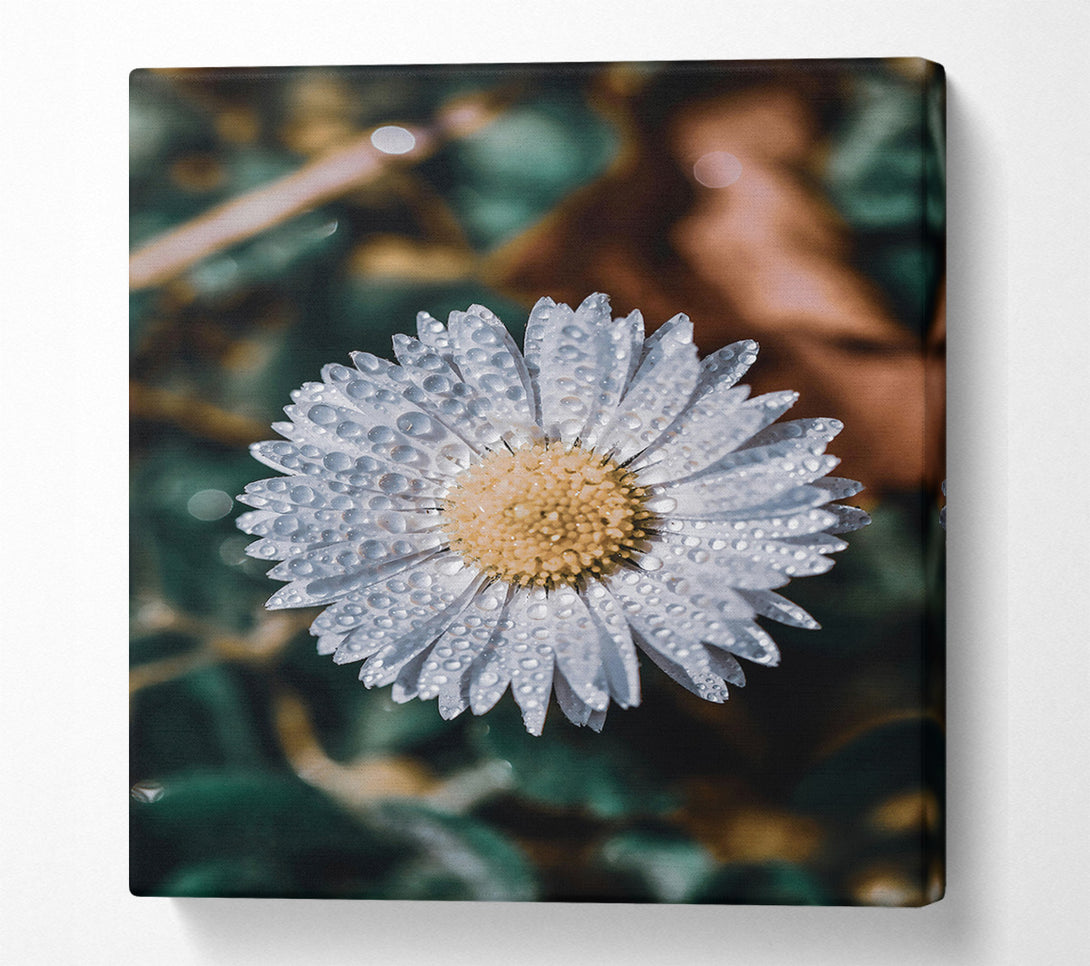  A Canvas Print of White Daisy Dewdrops Canvas Print