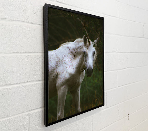 White Horse In Shadows