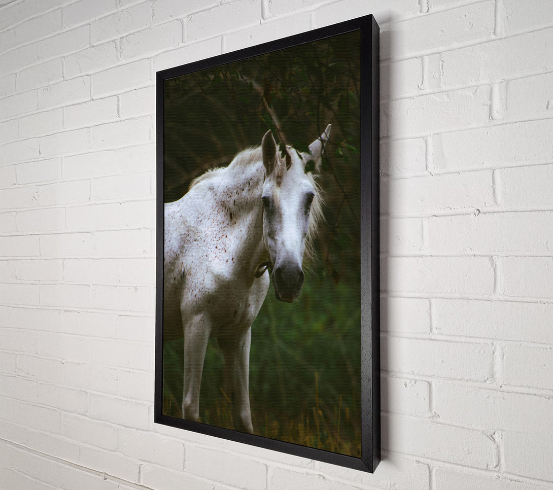 A Canvas Print of White Horse In Shadows Canvas Print