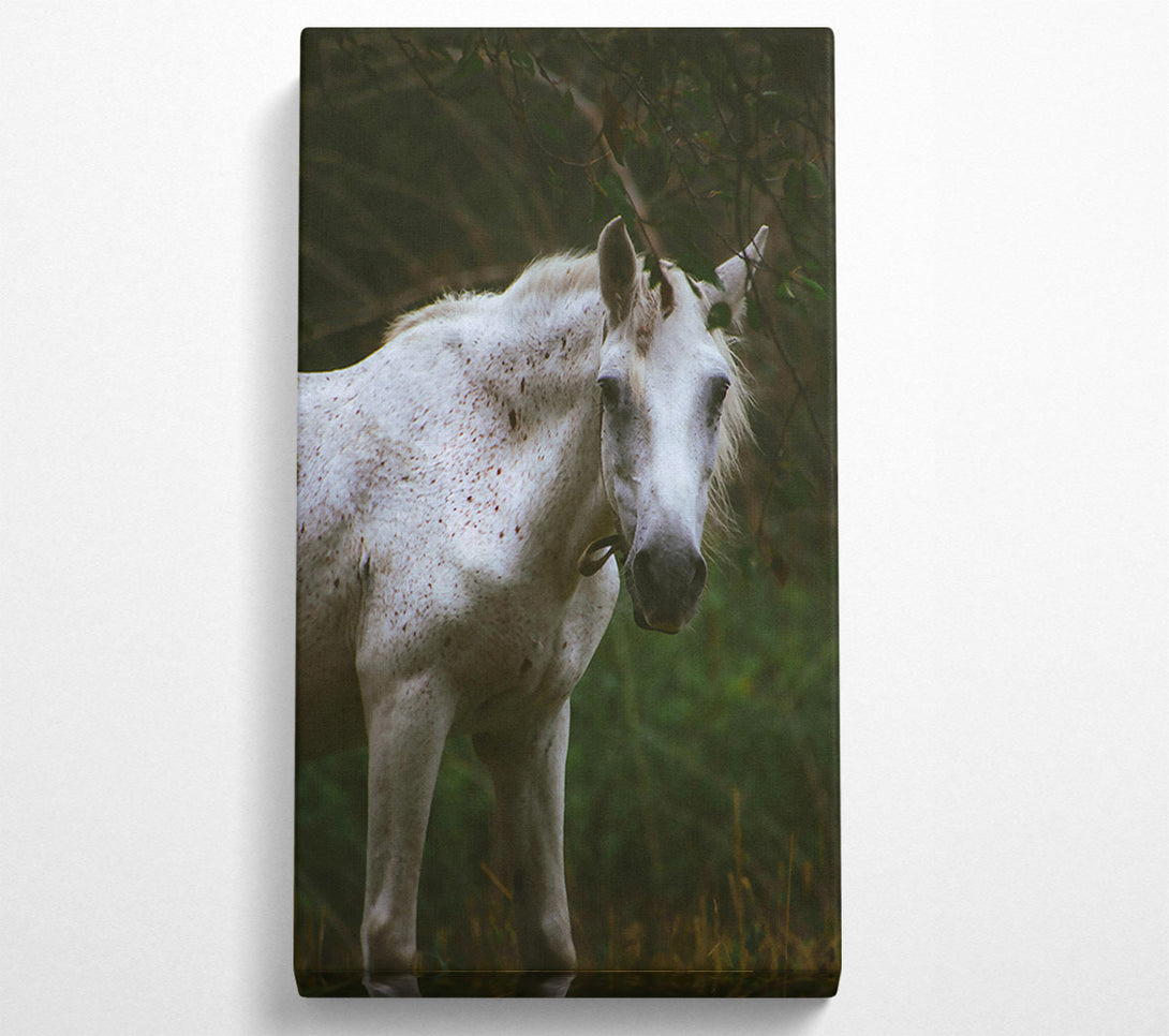  A Canvas Print of White Horse In Shadows Canvas Print