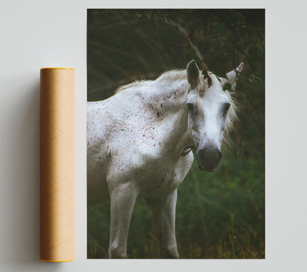 White Horse In Shadows Poster