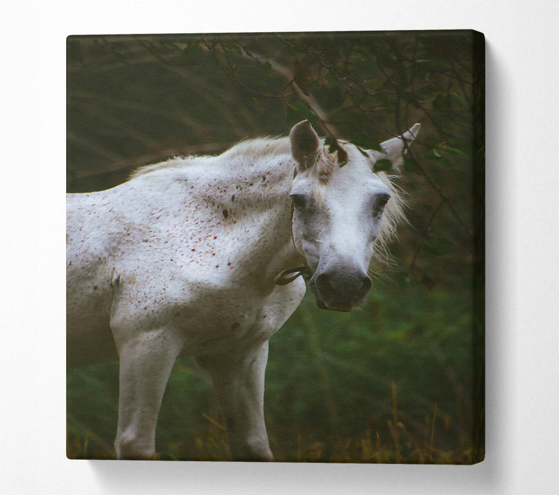  A Canvas Print of White Horse In Shadows Canvas Print