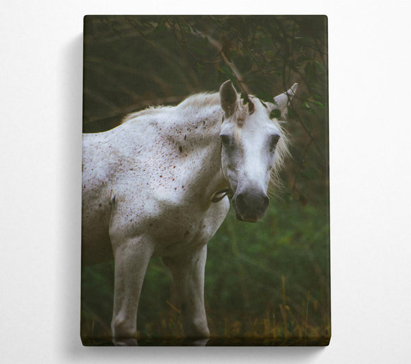  A Canvas Print of White Horse In Shadows Canvas Print