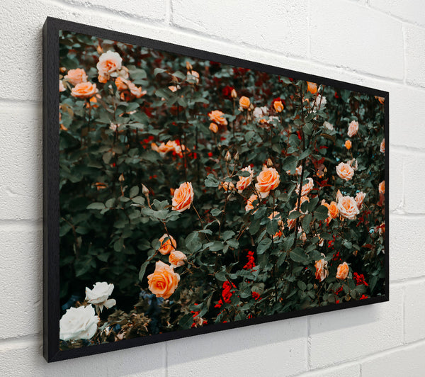 Peach Rose Garden