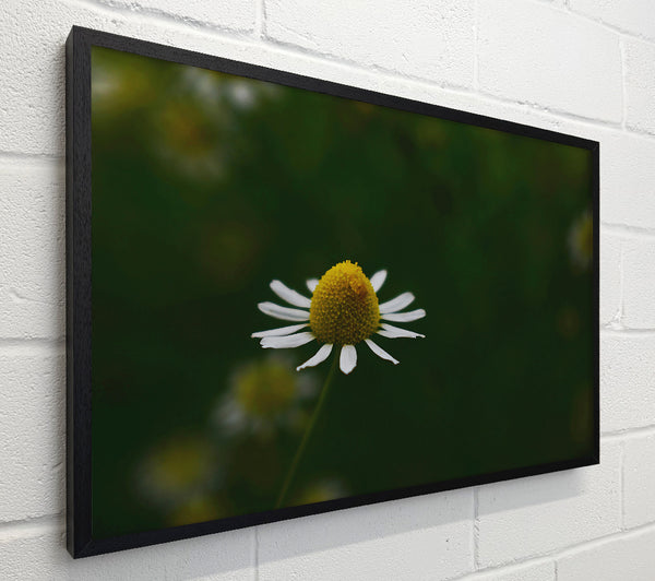 Green Daisies Bloom
