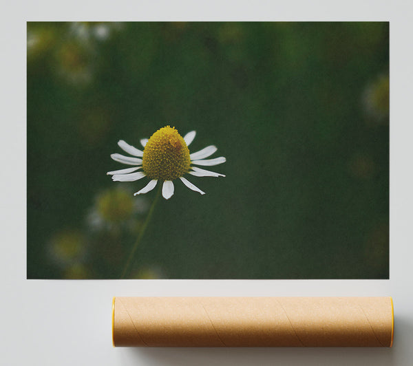 Green Daisies Bloom Poster