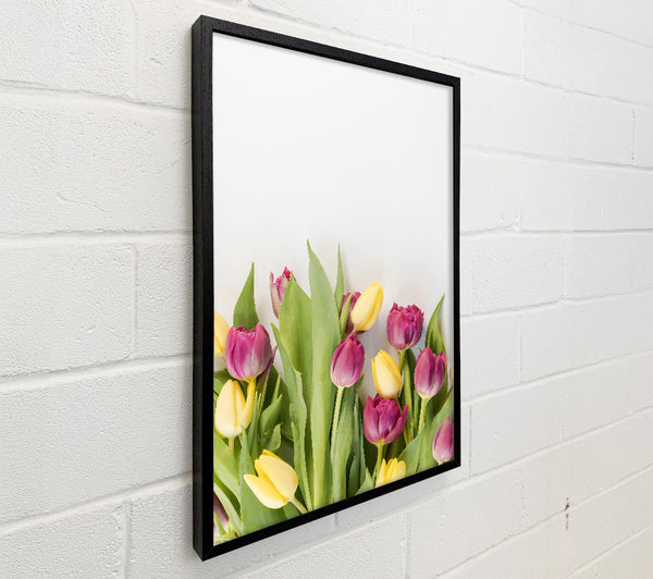Purple And Yellow Tulips