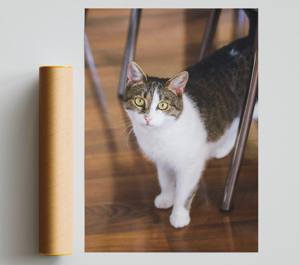 The White Cat'S Gaze. Giclee Print