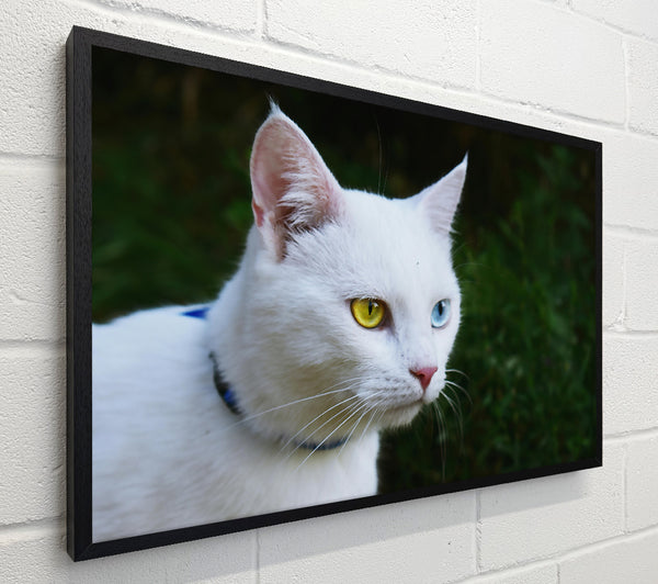 White Cat With Yellow Eyes