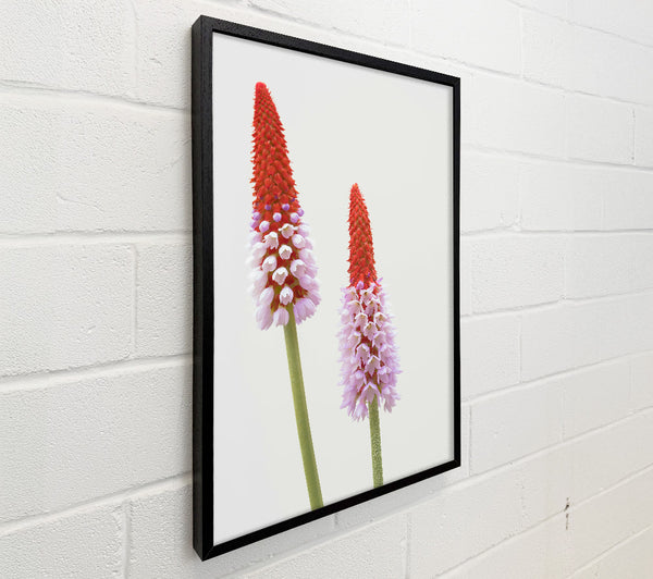 Red And Pink Blooms