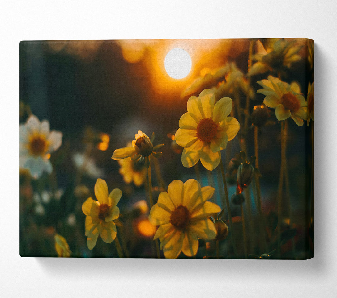  A Canvas Print of Golden Sunset Blooms Canvas Wall Art