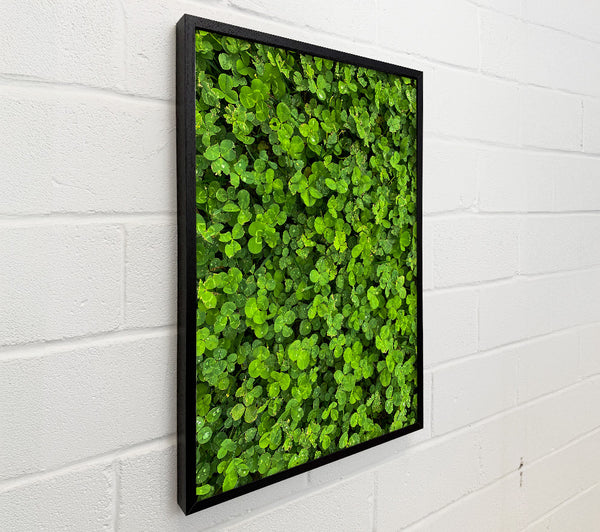 Emerald Clover Fields
