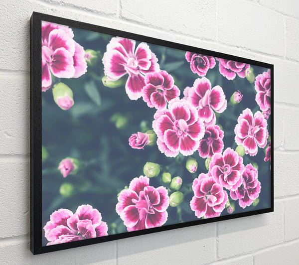 Pink Blooms Burst