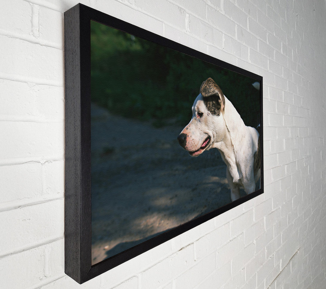  A Canvas Print of White Dog'S Gaze Canvas Print