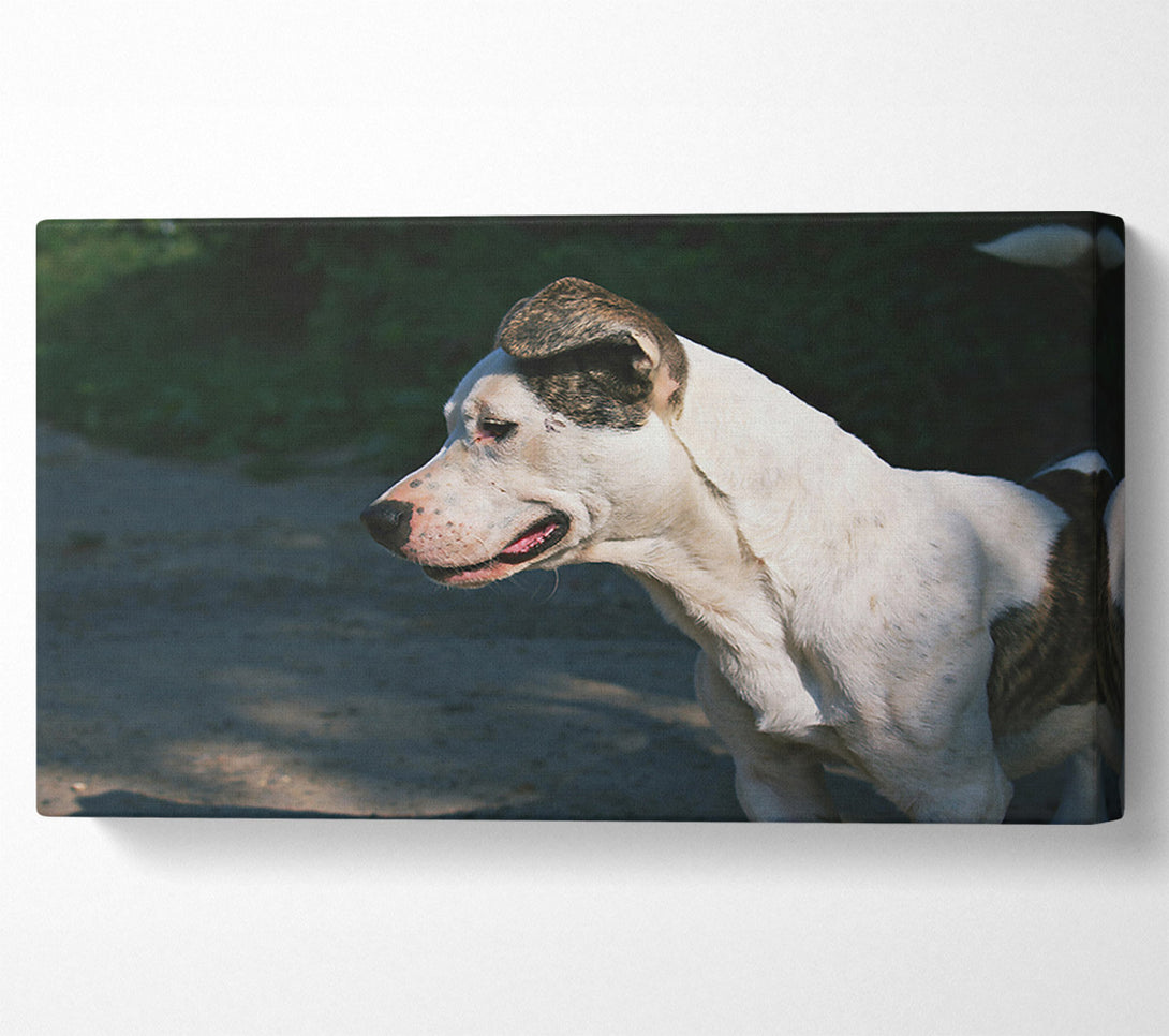  A Canvas Print of White Dog'S Gaze Canvas Print