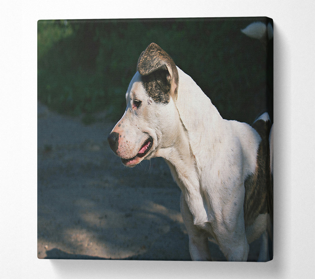  A Canvas Print of White Dog'S Gaze Canvas Print