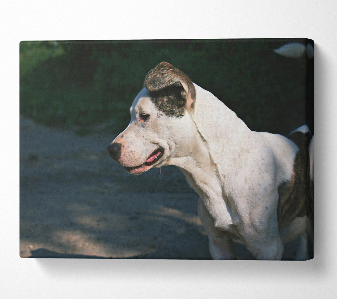  A Canvas Print of White Dog'S Gaze Canvas Print