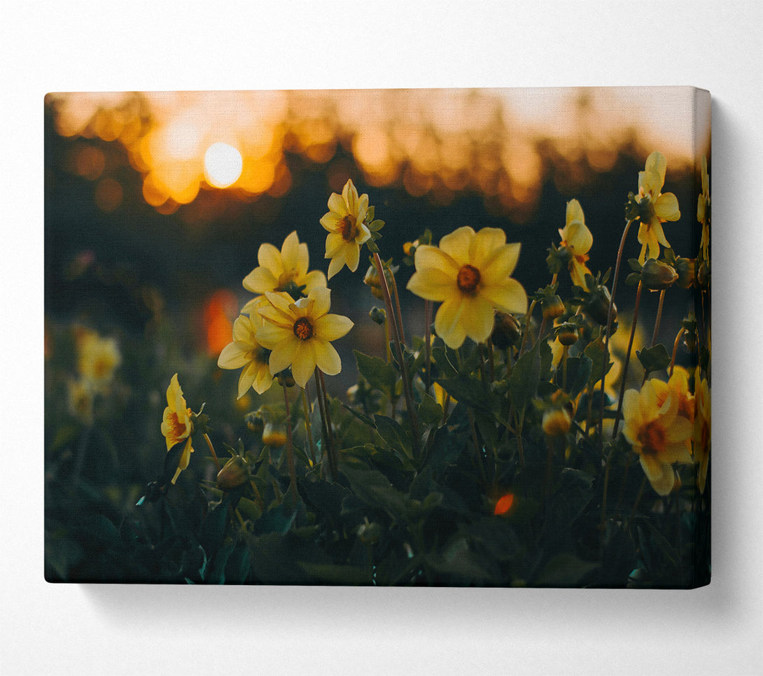  A Canvas Print of Golden Sunset Blooms Canvas Wall Art