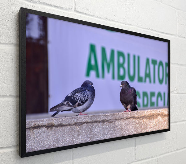 Green Ambulator Pigeons