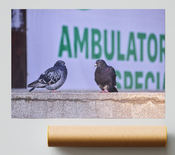 Green Ambulator Pigeons Giclee Print