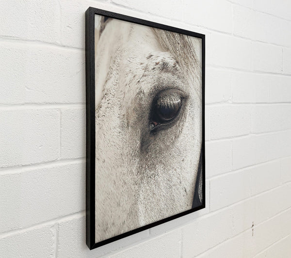 Grey Horse Eye