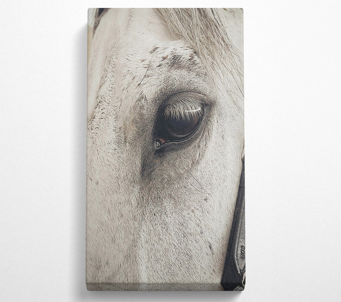  A Canvas Print of Grey Horse Eye Canvas Wall Art