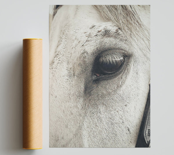 Grey Horse Eye Giclee Print