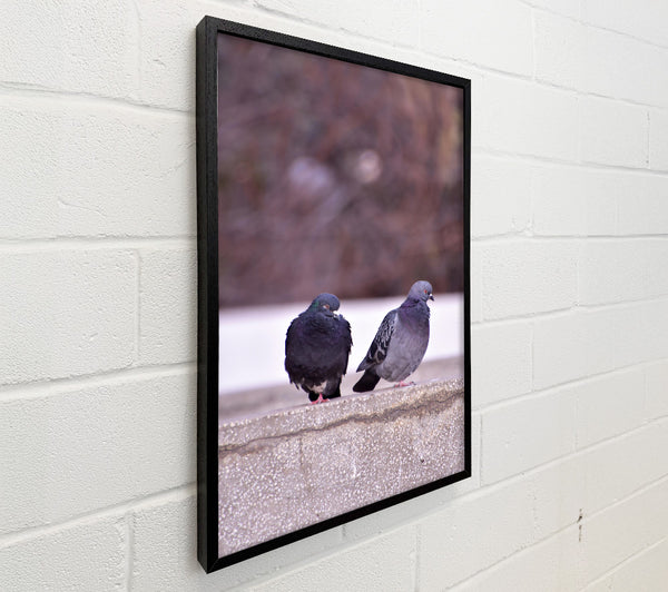 Gray Concrete Pigeons