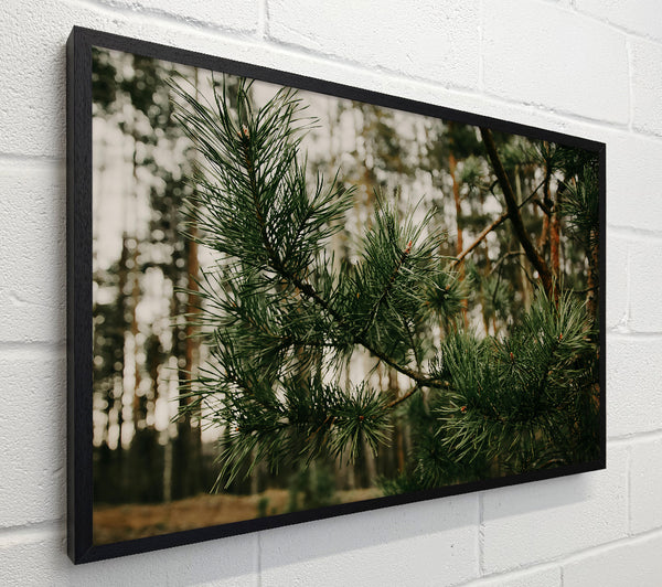 Emerald Pine Branch