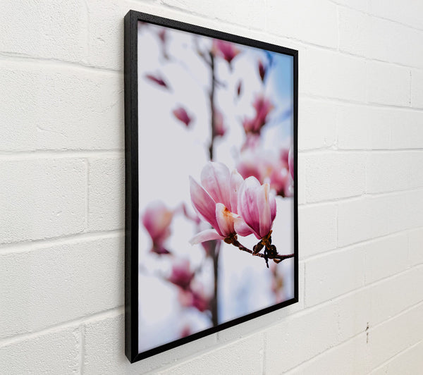 Pink Magnolia Bloom