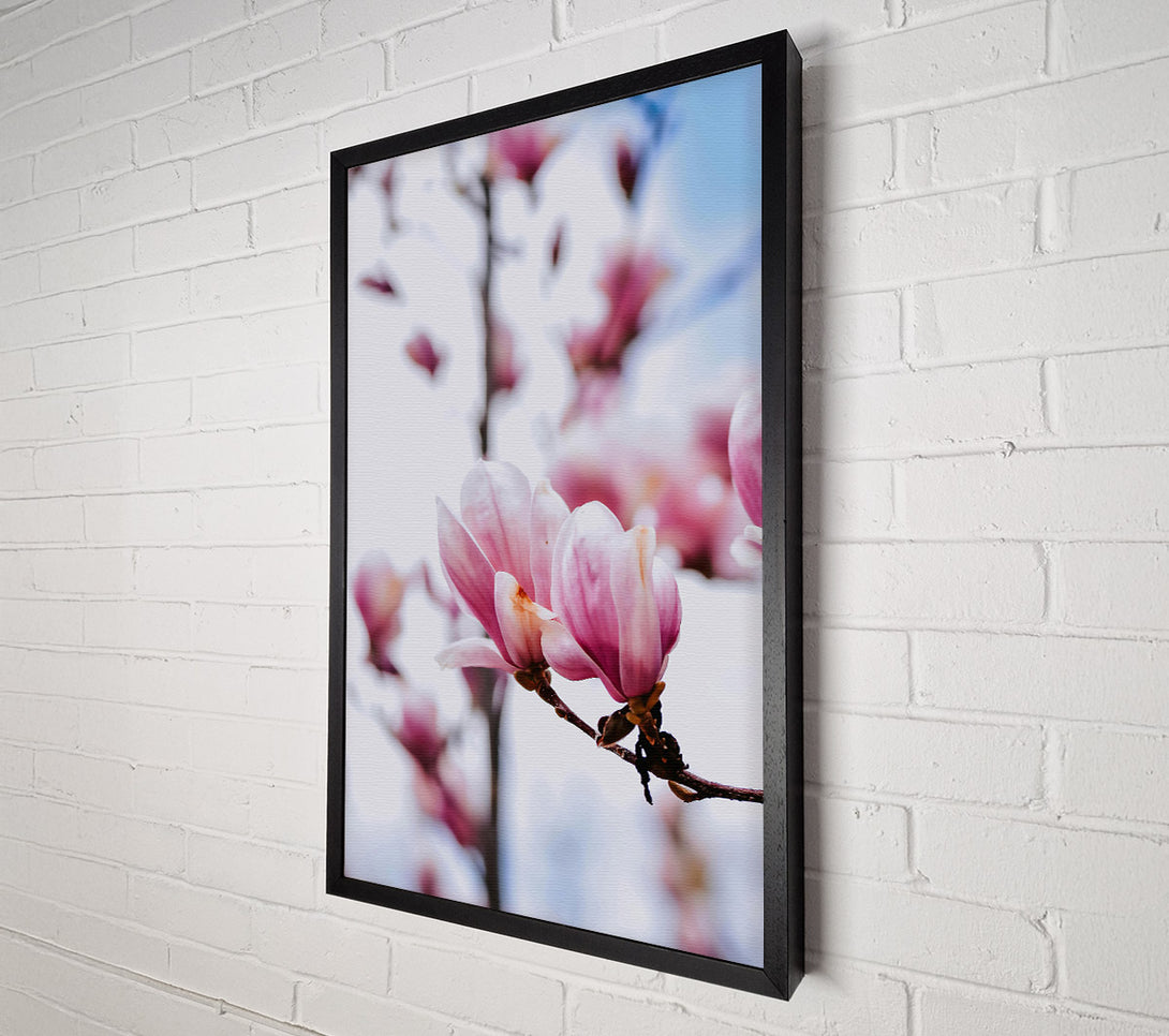  A Canvas Print of Pink Magnolia Bloom Canvas Art