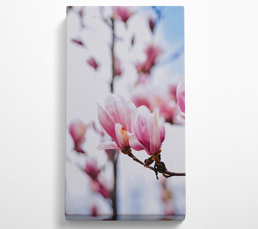  A Canvas Print of Pink Magnolia Bloom Canvas Art