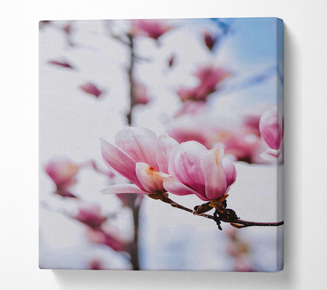  A Canvas Print of Pink Magnolia Bloom Canvas Art