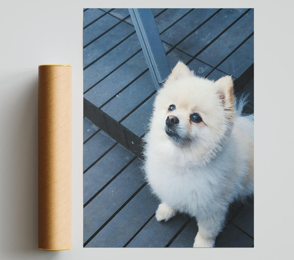 Blue Sky Pup Poster