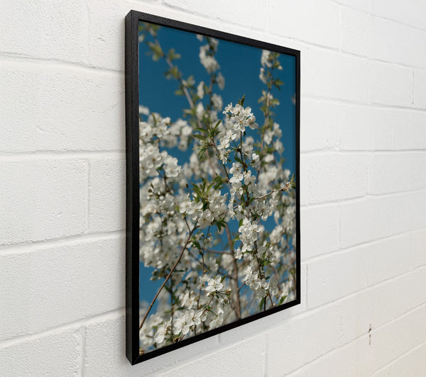 White Blossoms Against Blue