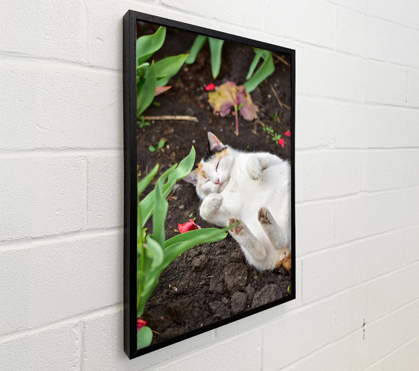 White Cat In The Dirt