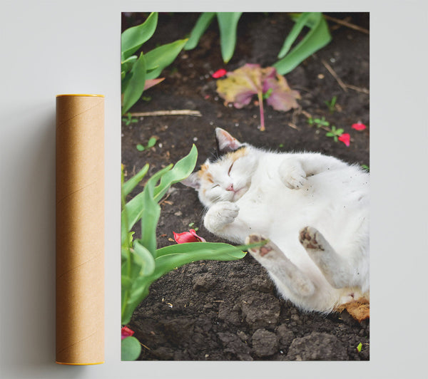 White Cat In The Dirt Print
